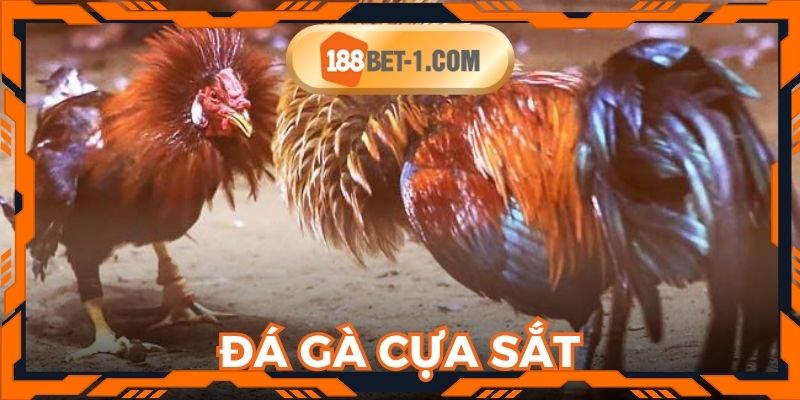 Đá Gà Cựa Sắt - 188BET Mang Đến Đấu Trường Đẳng Cấp Nhất