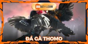 Đá Gà Thomo 188BET: Hướng Dẫn Chơi Và Kinh Nghiệm Thắng