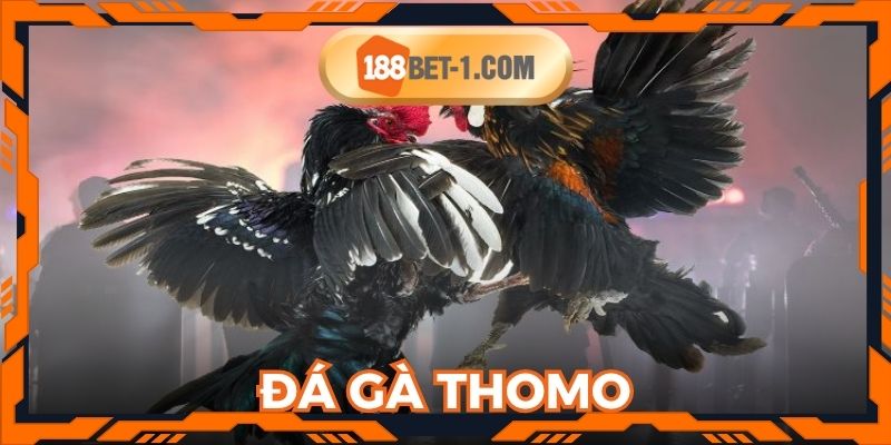 Đá Gà Thomo 188BET: Hướng Dẫn Chơi Và Kinh Nghiệm Thắng