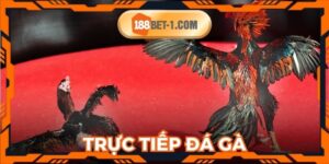 Trực Tiếp Đá Gà 188bet - Nơi Giúp Bạn Thỏa Mãn Đam Mê